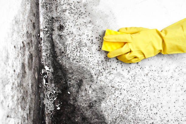 Office Mold Removal Services in Ogden, NC