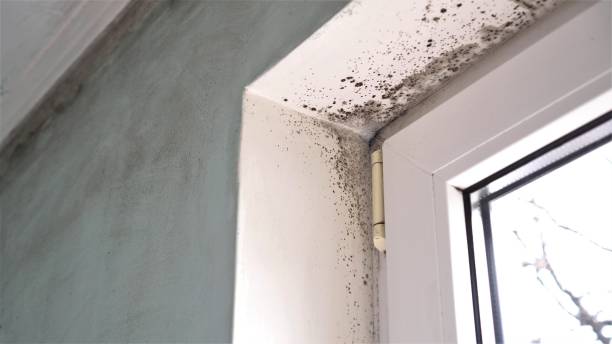 Best Crawl Space Mold Removal  in Ogden, NC