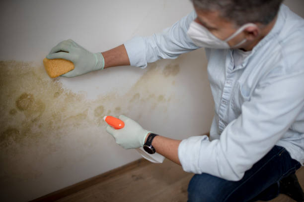 Home Mold Removal in Ogden, NC