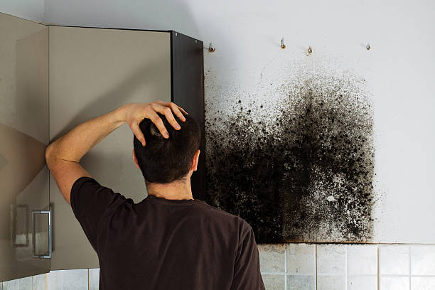 Best Professional Mold Removal  in Ogden, NC