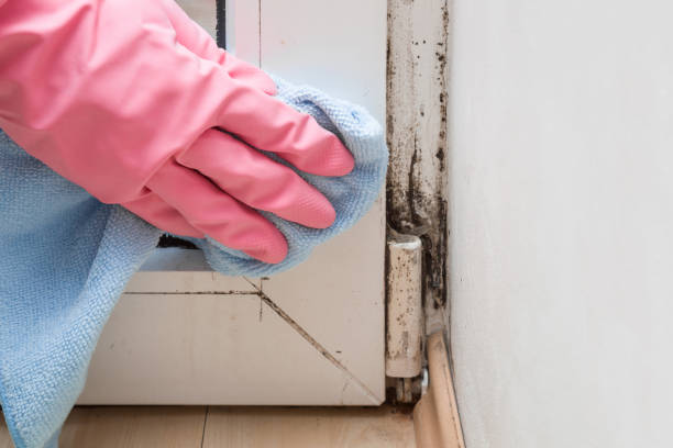 Best Office Mold Removal Services  in Ogden, NC