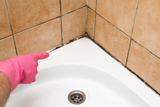 Best Home Mold Removal  in Ogden, NC